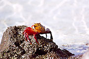 Picture 'Eq1_01_10 Sally Lightfoot, Galapagos, Santa Cruz, Las Bachas'